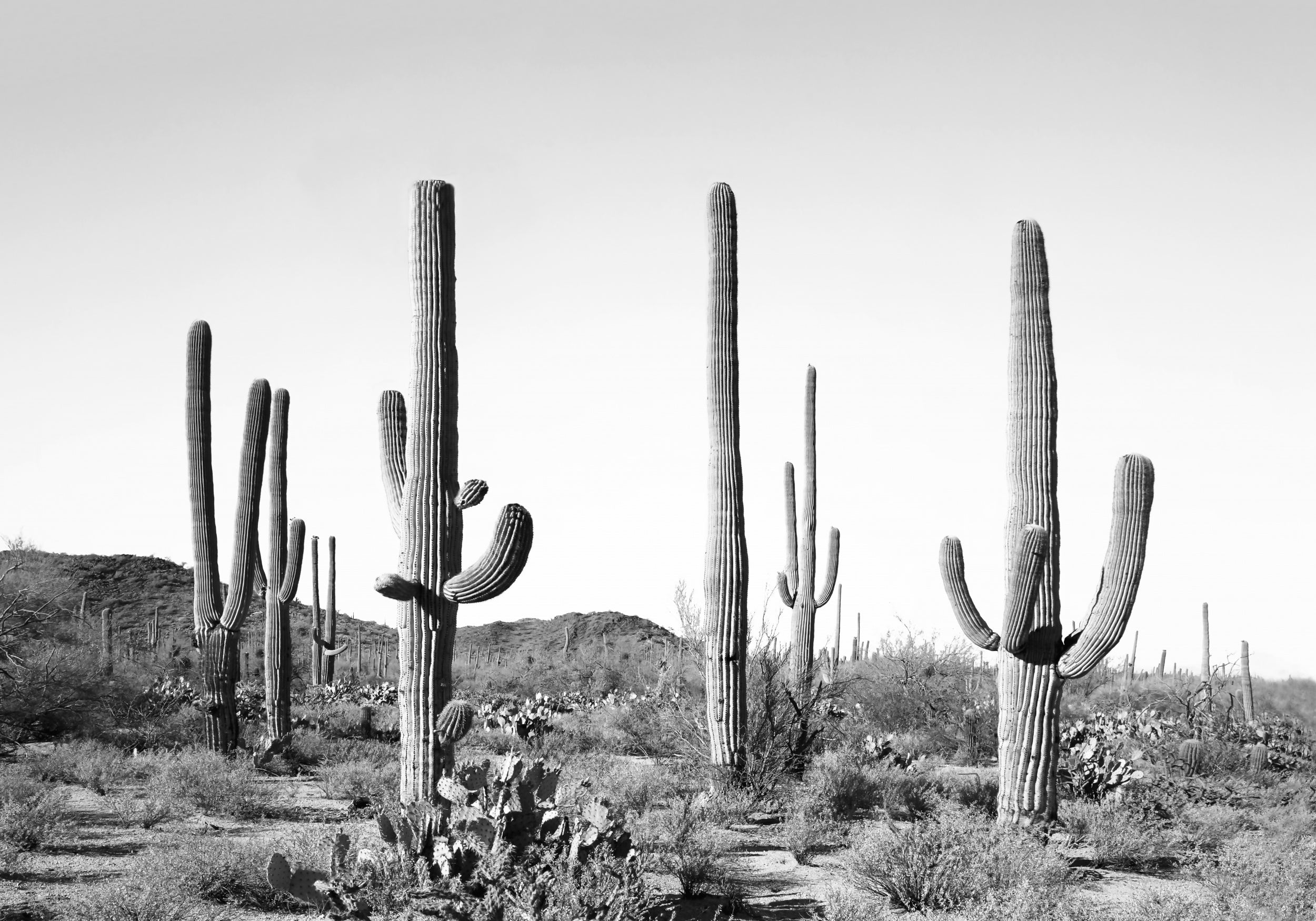 Grey Cactus Land