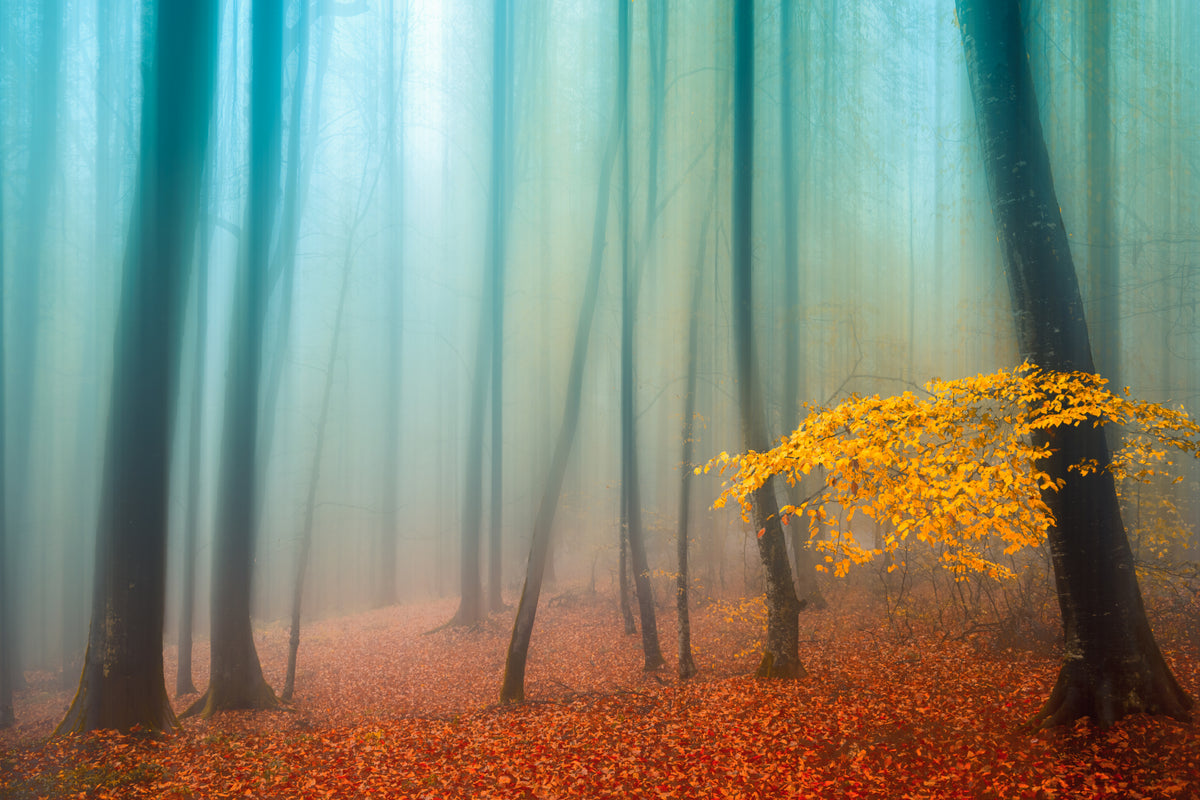Sense of Silence