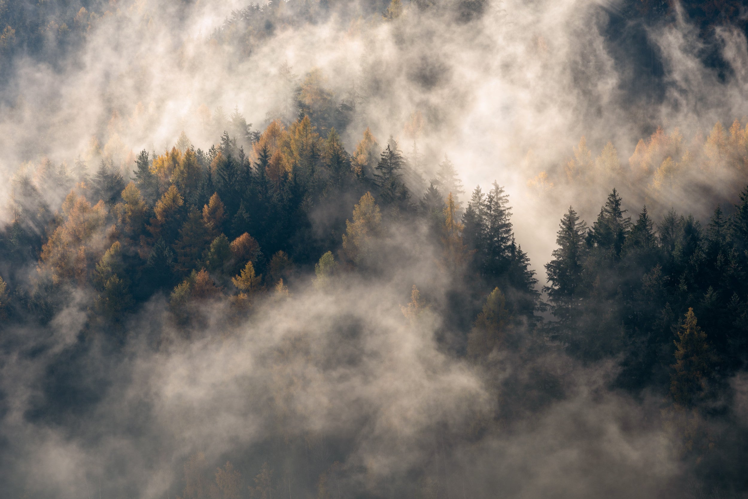 Fog in the trees