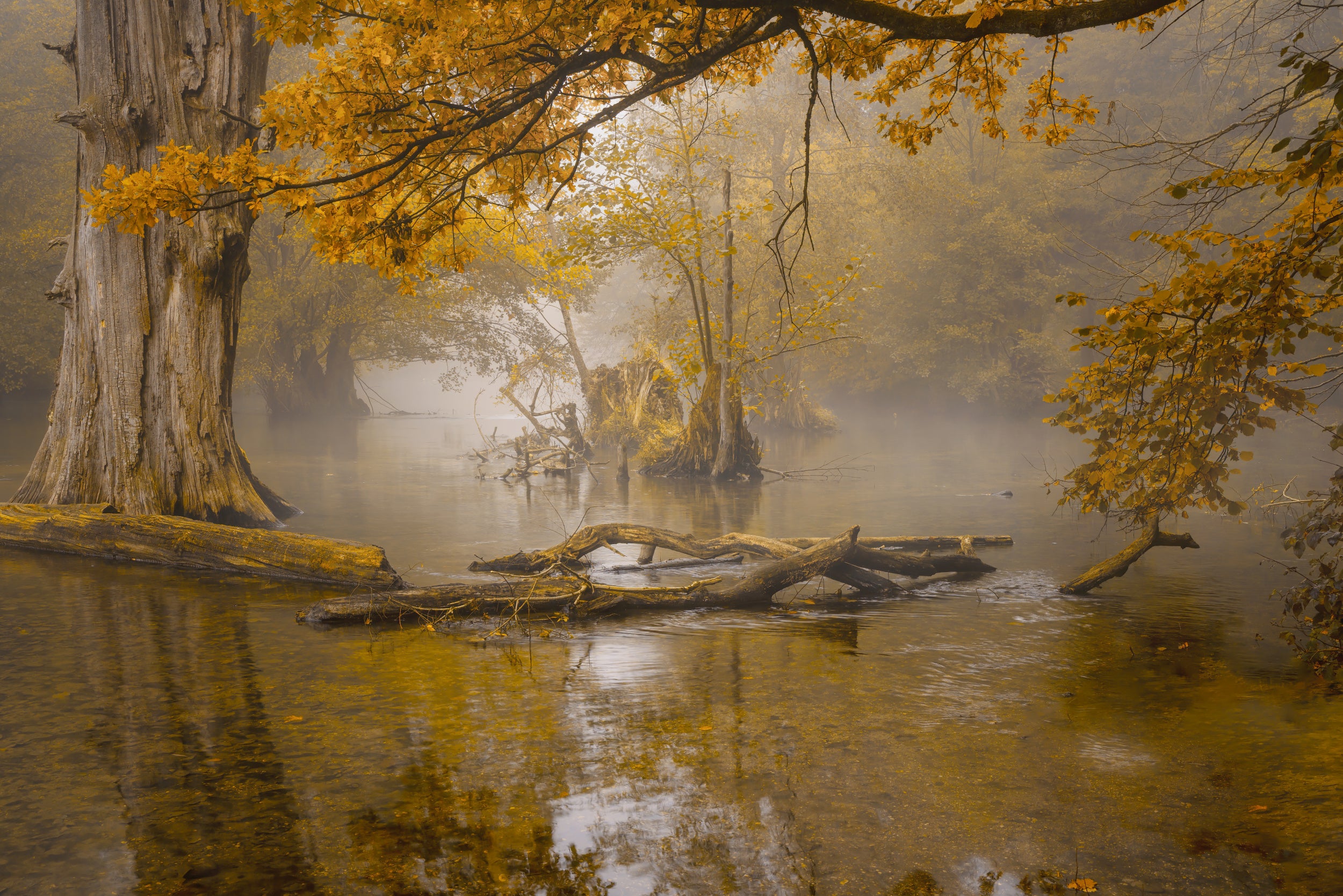 Alone in the swamp