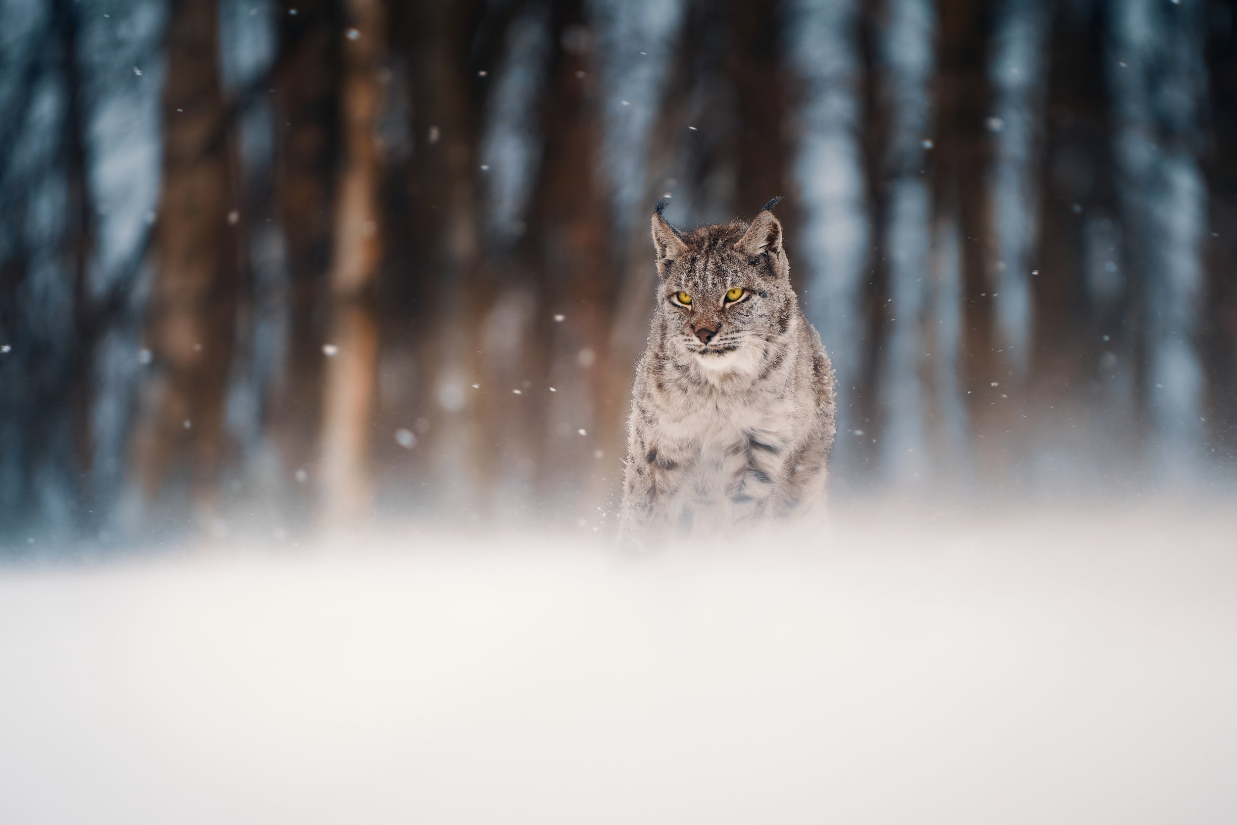 Amidst Snowstorm