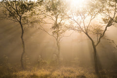 Wall mural Three trees – fototapet med unikt motiv som skapar en inspirerande fondvägg