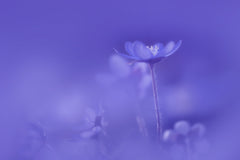 Wall mural Delicate spring flowers – fototapet med unikt motiv som skapar en inspirerande fondvägg