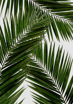 Wall mural Palm Leaf III – fototapet med unikt motiv som skapar en inspirerande fondvägg