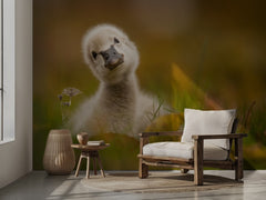 Curious Baby Swan