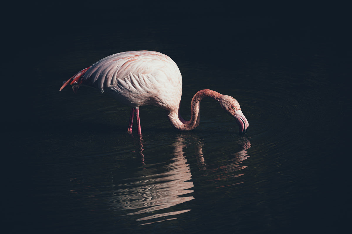 Opplyst flamingo