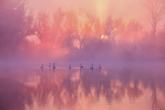 Wall mural Swan Lake Sunrise – fototapet med unikt motiv som skapar en inspirerande fondvägg