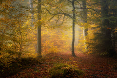 Wall mural Autumn Trees – fototapet med unikt motiv som skapar en inspirerande fondvägg