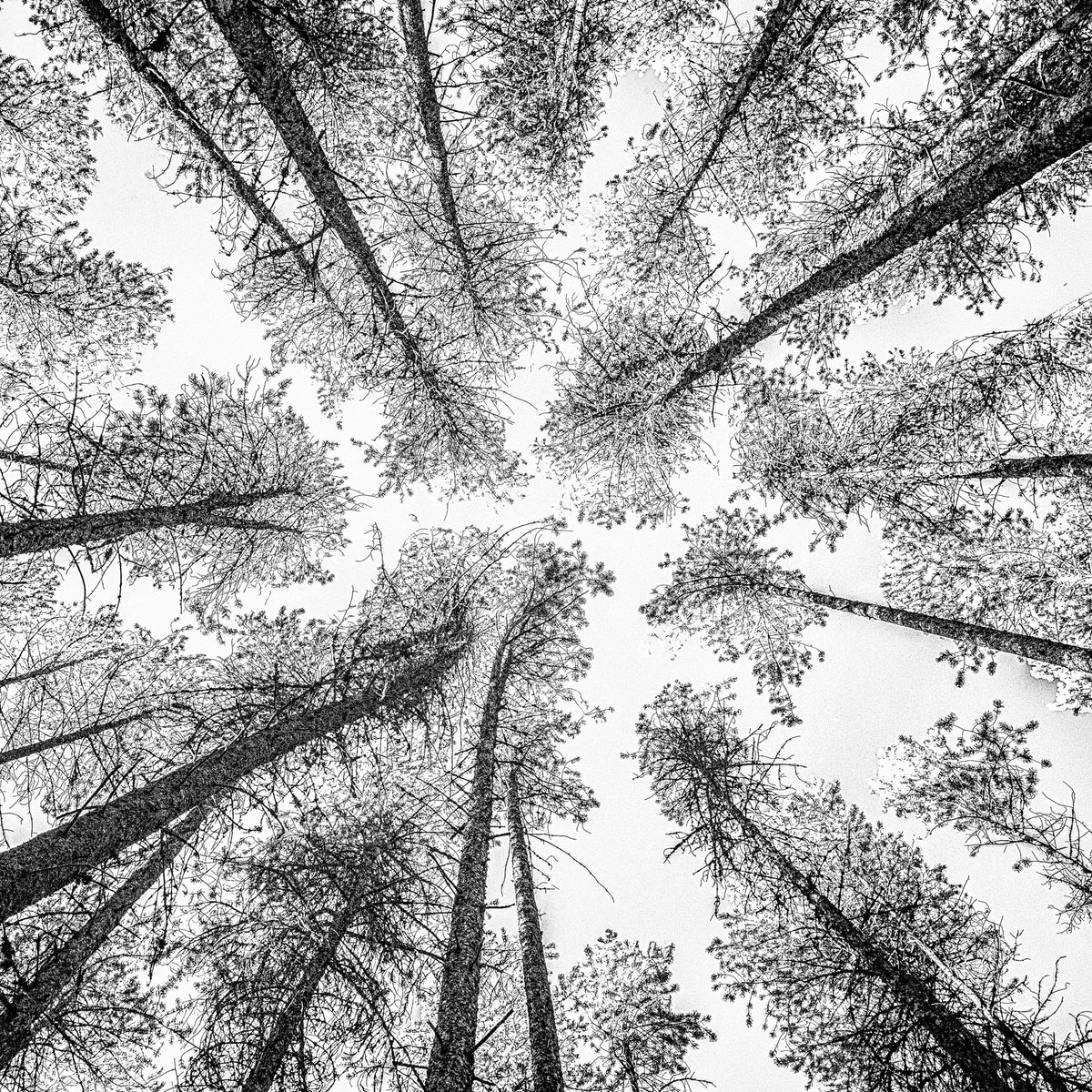 Treetegning 2