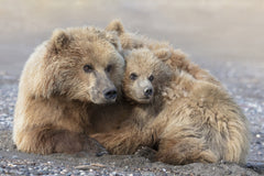 Wall mural Momma Bear and Cub Aware – fototapet med unikt motiv som skapar en inspirerande fondvägg