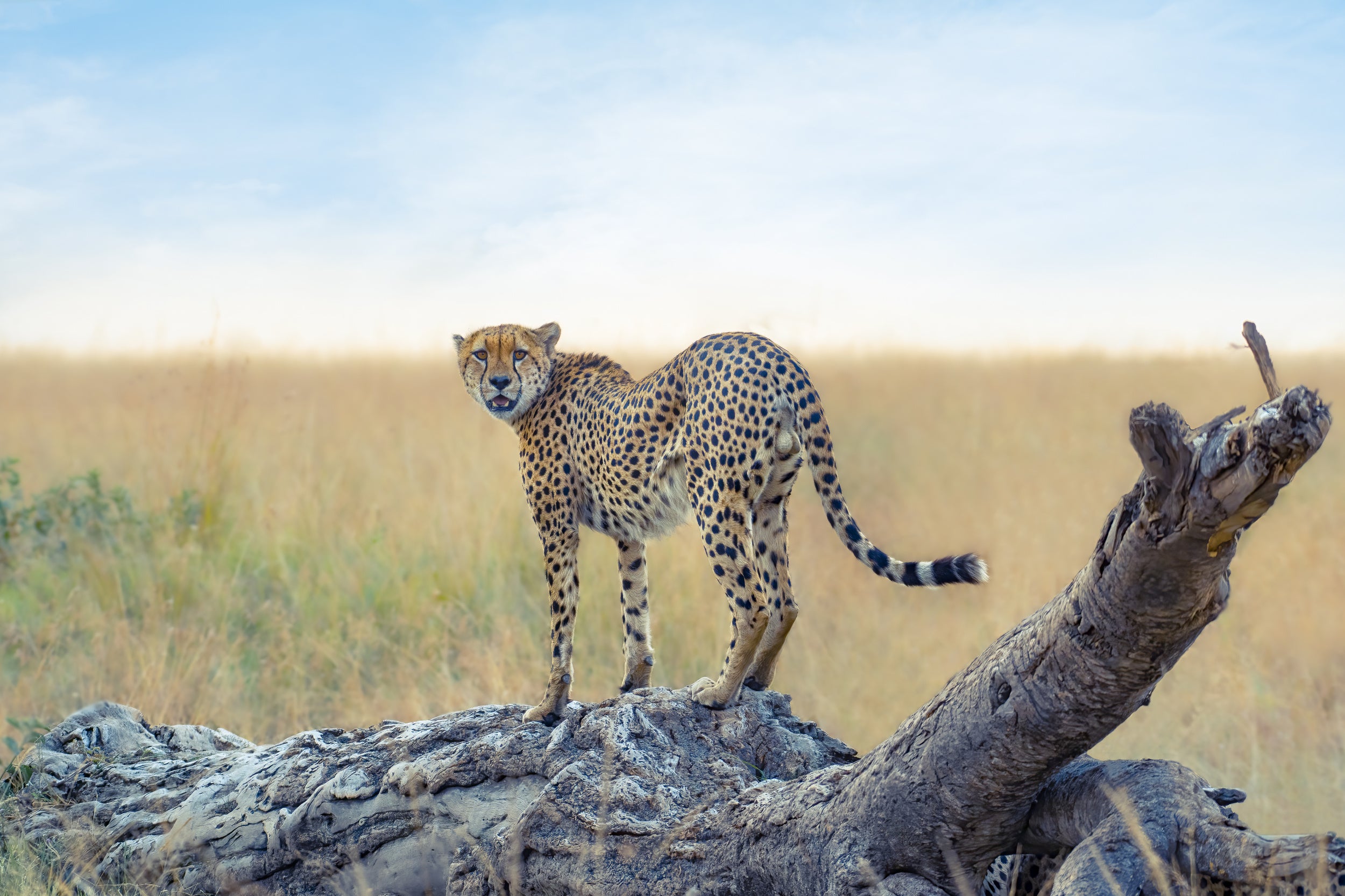 waiting for the hunt