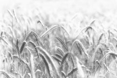 Wall mural Corn – fototapet med unikt motiv som skapar en inspirerande fondvägg