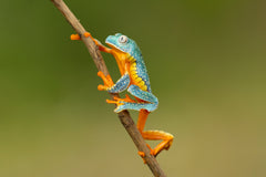 Wall mural Fringed leaf frog – fototapet med unikt motiv som skapar en inspirerande fondvägg