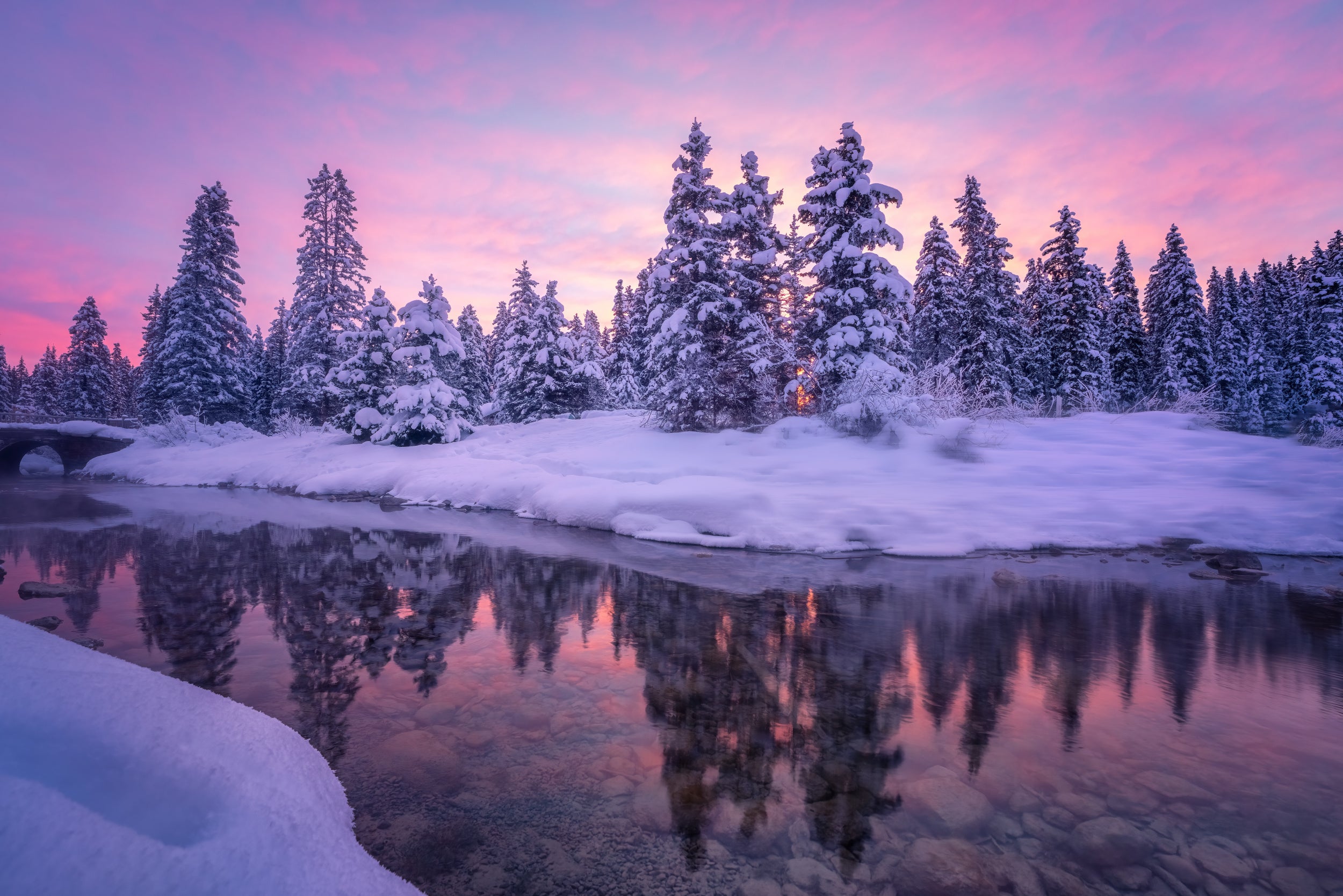 Forest Morning