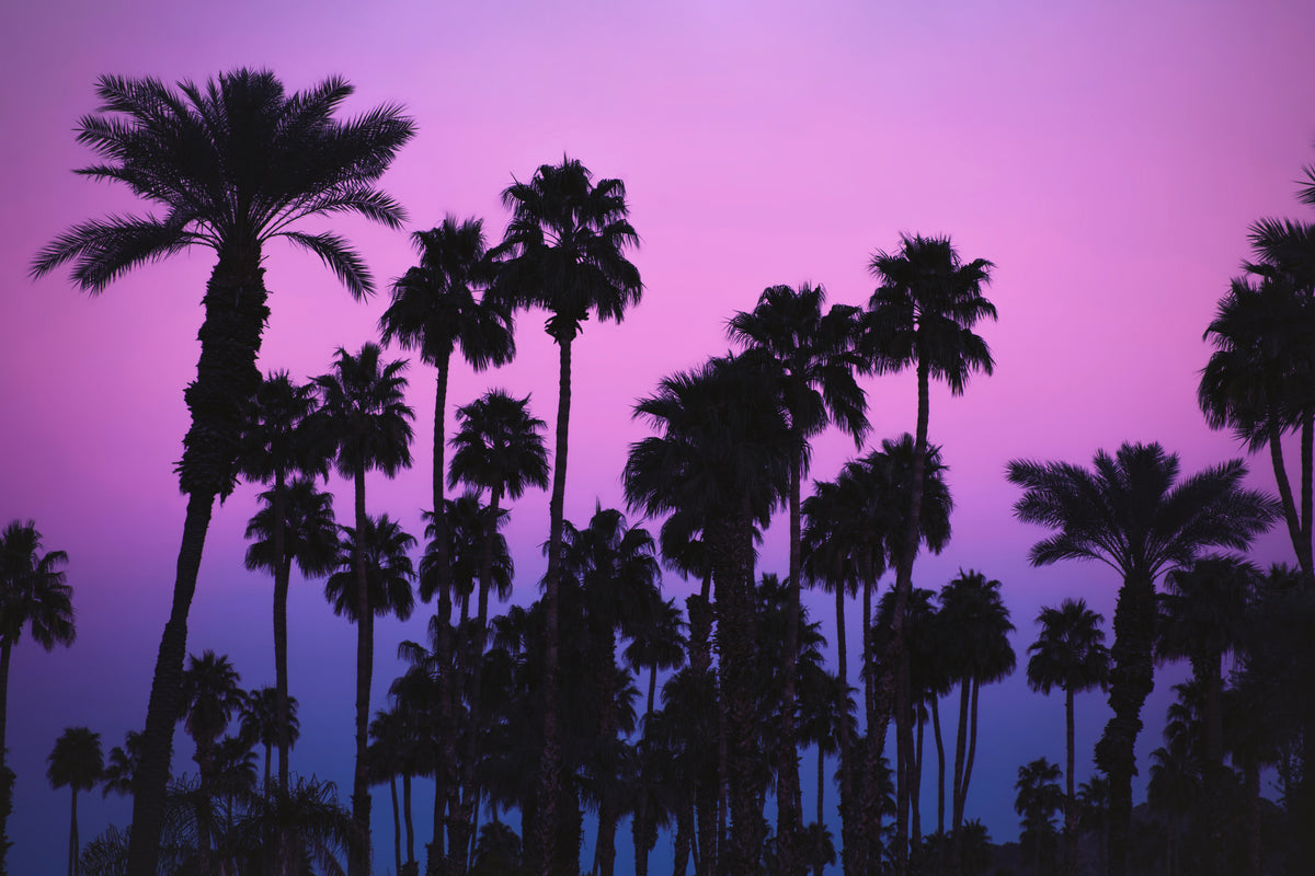 Palmer med rosa himmel
