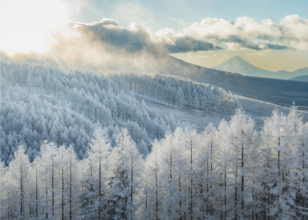 Fuji Winter Forest Sunbeams