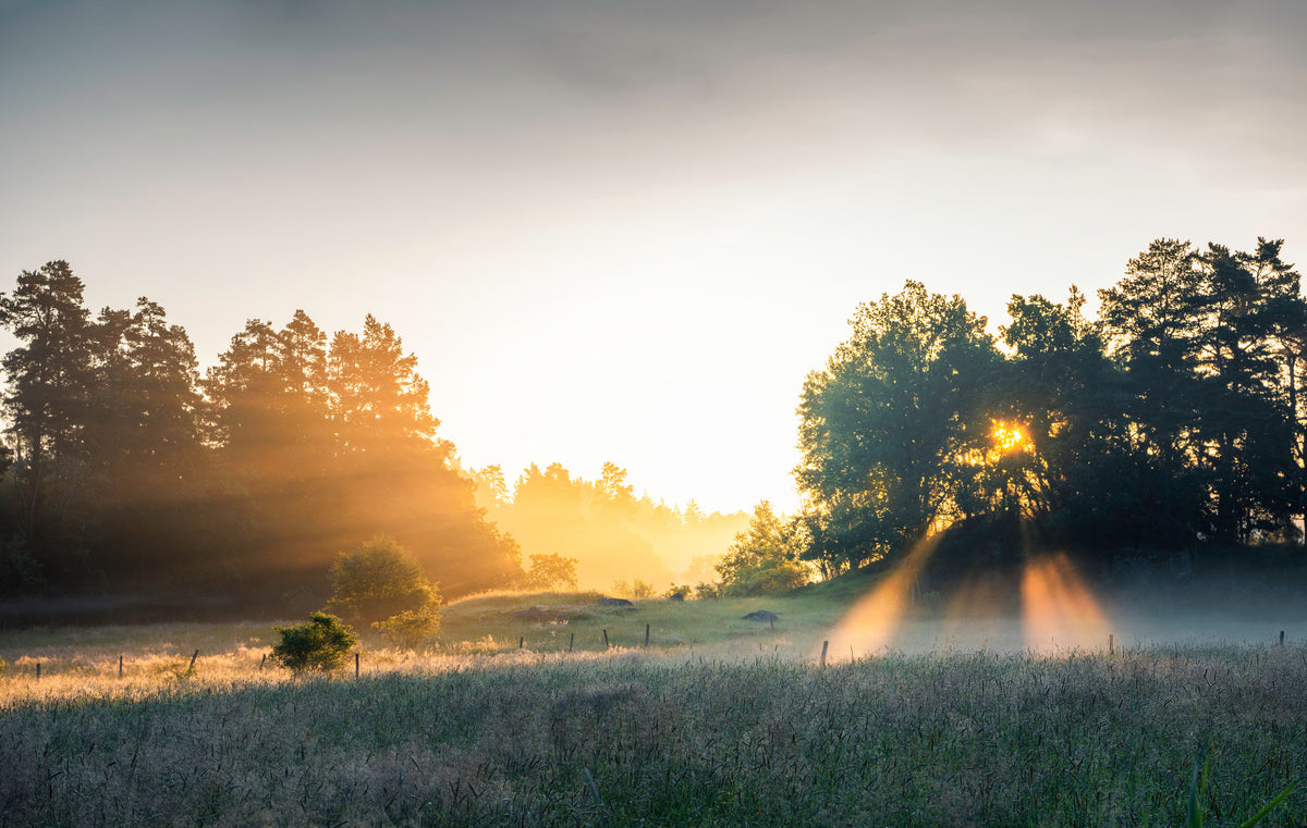 Sommereng med solstråler