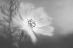 Wall mural Wild rose in the wind – fototapet med unikt motiv som skapar en inspirerande fondvägg