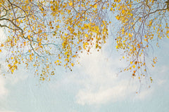 Wall mural Silver Birch Leaves On Blue Sky – fototapet med unikt motiv som skapar en inspirerande fondvägg