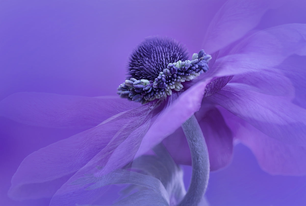 Fiolett anemone