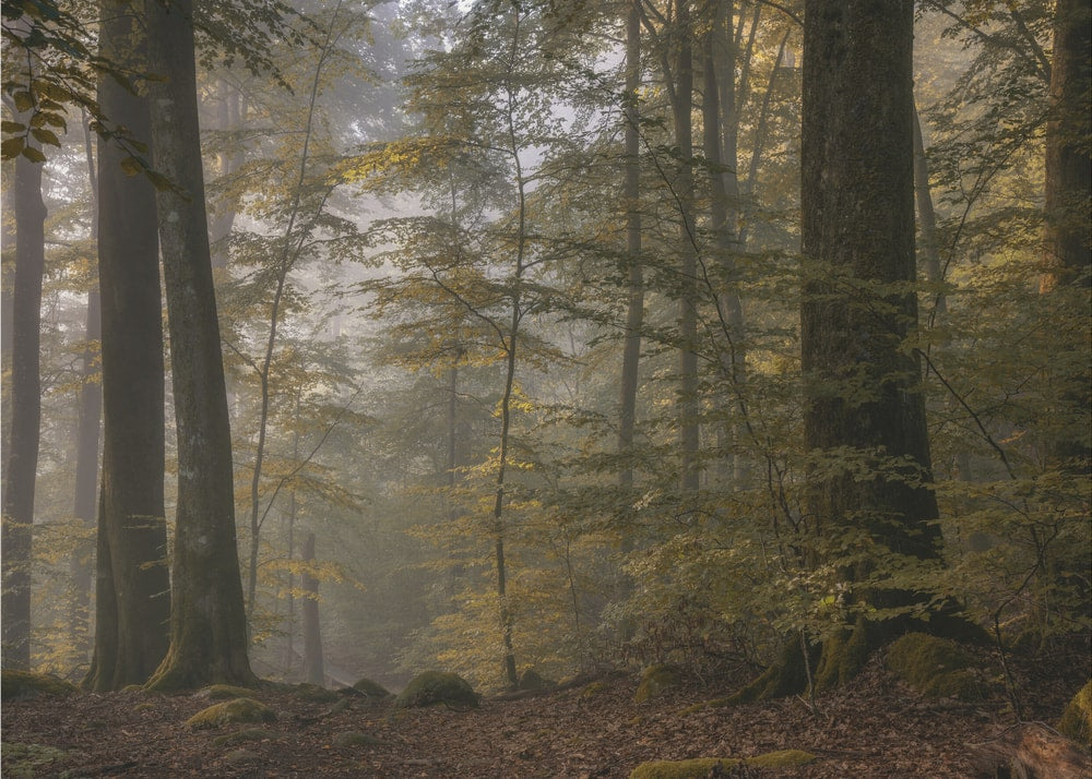 Misty Forest Path