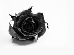 Wall mural Rose Noir – fototapet med unikt motiv som skapar en inspirerande fondvägg