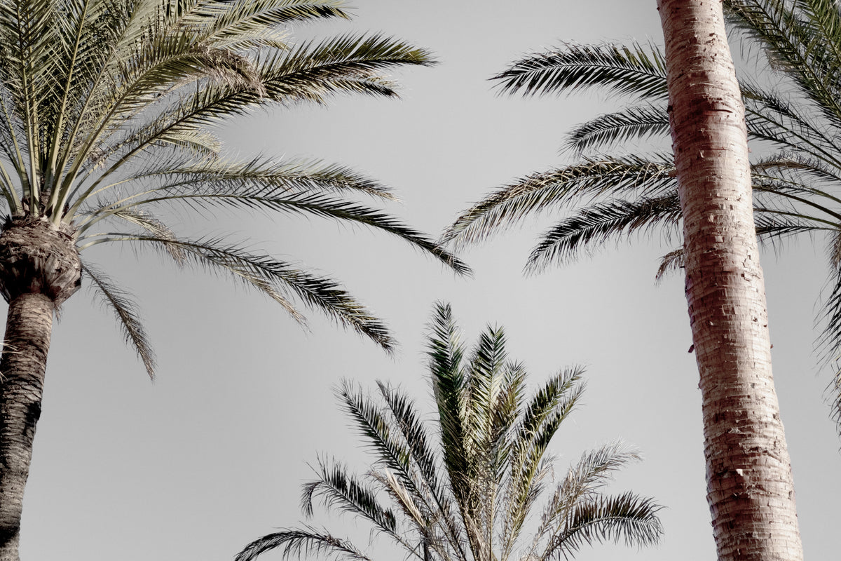 Palm_9