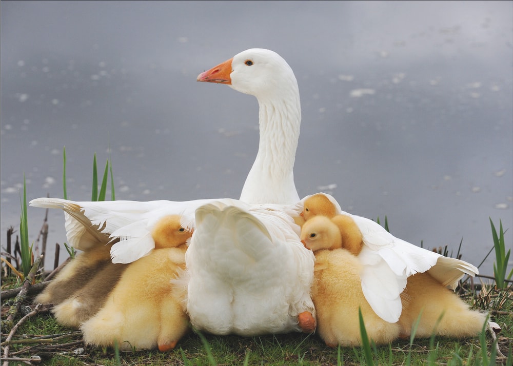 Protective Goose Family