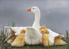 Protective Goose Family