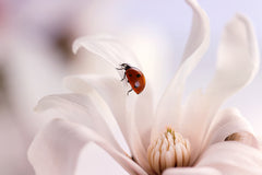 Wall mural Ladybird with Magnolia – fototapet med unikt motiv som skapar en inspirerande fondvägg
