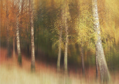 Golden Birch Forest