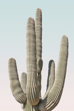 Wall mural Saguaro – fototapet med unikt motiv som skapar en inspirerande fondvägg