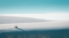 Wall mural Growing in White Sands – fototapet med unikt motiv som skapar en inspirerande fondvägg