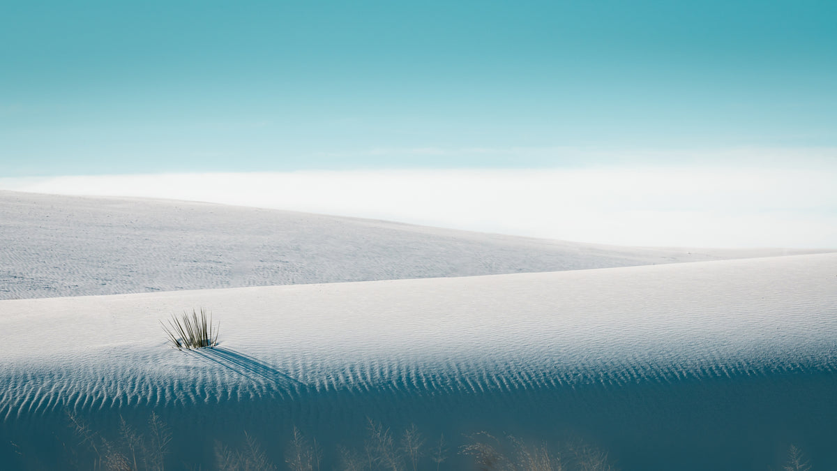 Vokser i White Sands