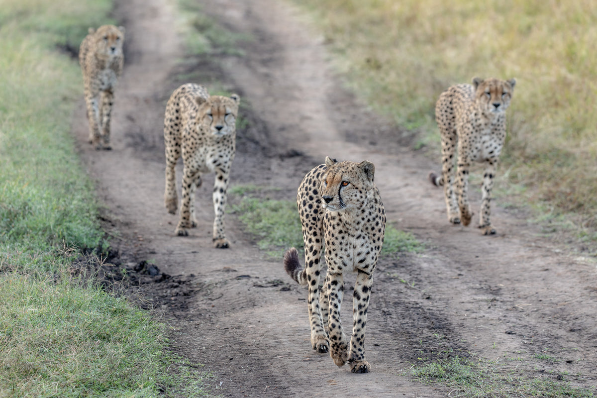 Cheetah's gjeng