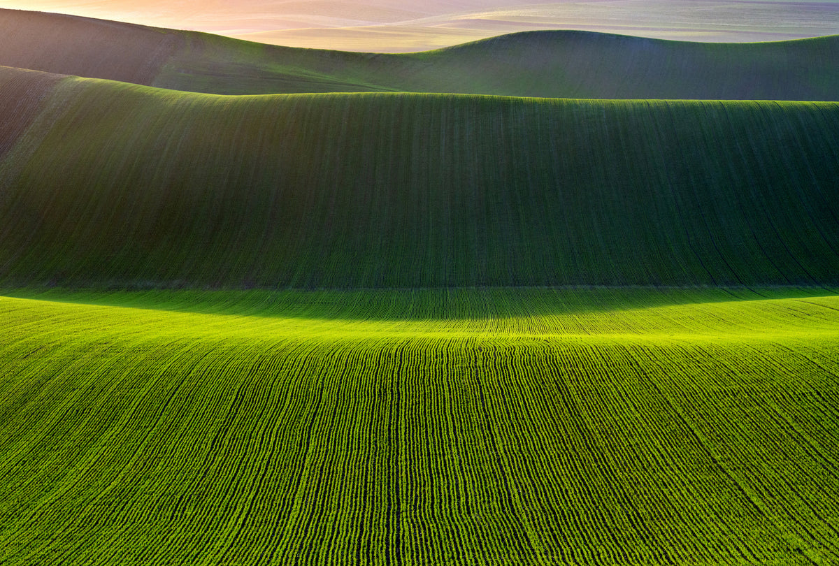 Terra Madre##