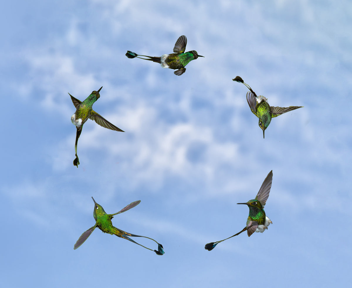 Flygegleden