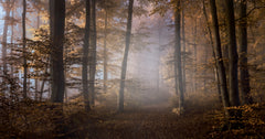 Wall mural Way into the light – fototapet med unikt motiv som skapar en inspirerande fondvägg