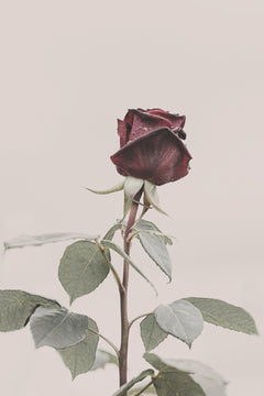 Wall mural Rose – fototapet med unikt motiv som skapar en inspirerande fondvägg