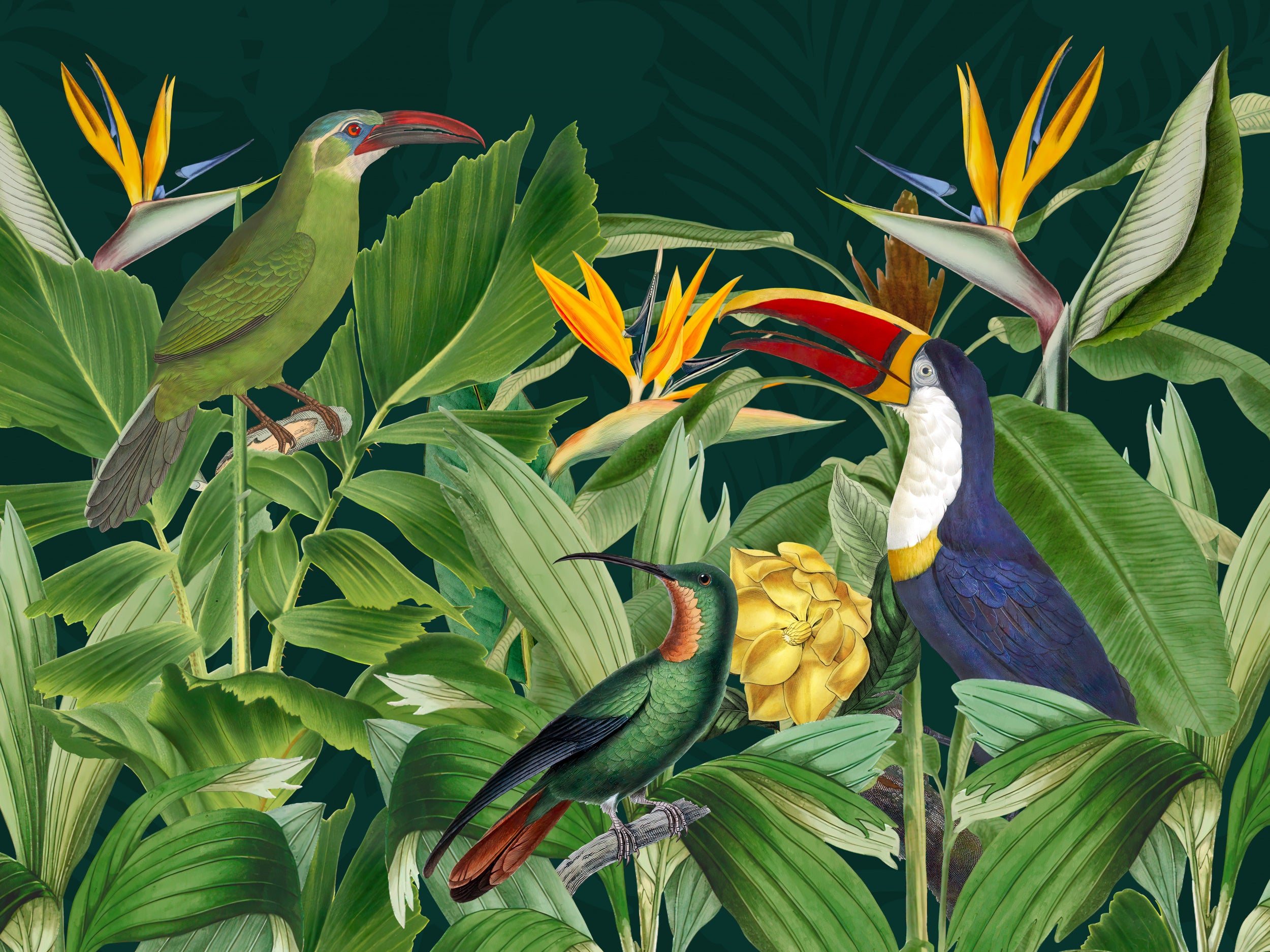 Rainforest Birds