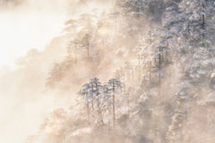Wall mural Pinus taiwanensis in the clouds – fototapet med unikt motiv som skapar en inspirerande fondvägg