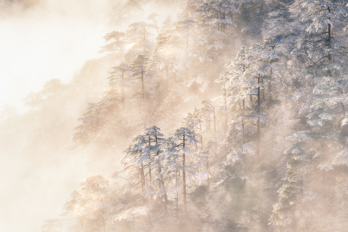 Pinus taiwanensis i skyene.