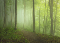 Misty Forest Path