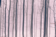 Wall mural Trees In Forest 15 – fototapet med unikt motiv som skapar en inspirerande fondvägg