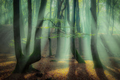 Wall mural Magical forest – fototapet med unikt motiv som skapar en inspirerande fondvägg