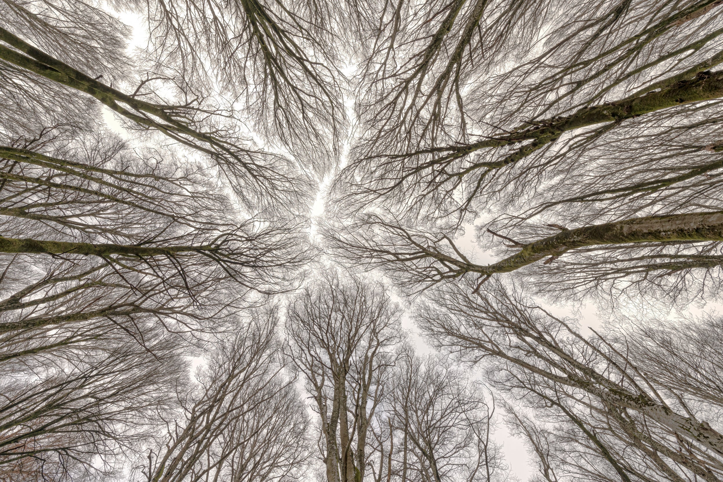 A sky of beech trees (223)
