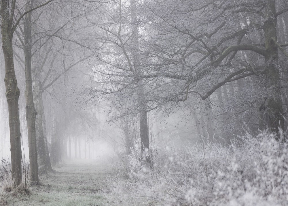 Foggy Winter Morning 1