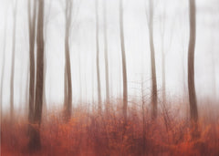 Misty Red Forest
