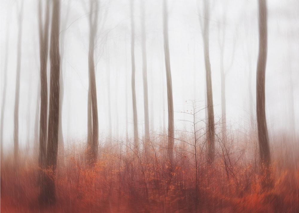 Misty Red Forest