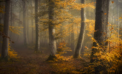 Wall mural Autumn woods – fototapet med unikt motiv som skapar en inspirerande fondvägg
